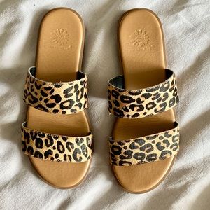 Yellow Box Blasius Slides